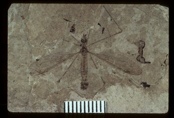 Media type: image;   Entomology PALE-1339 Aspect: full